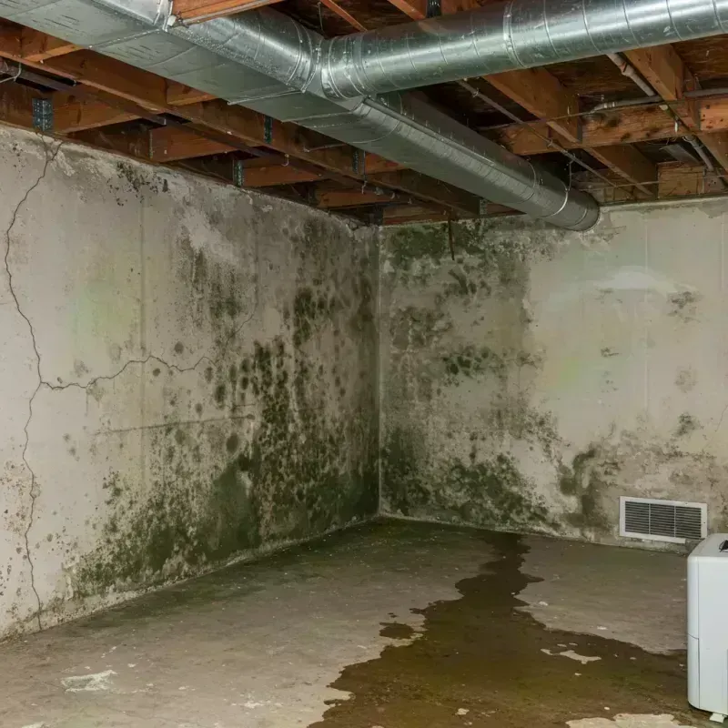 Professional Mold Removal in Hardin, IL